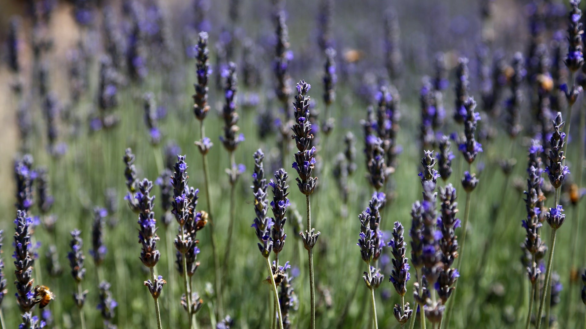 A History of Lavender