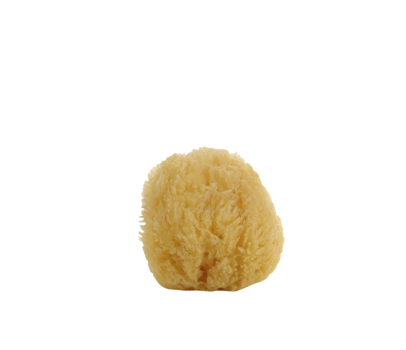 Natural Small Sea Sponge - Lothantique Canada