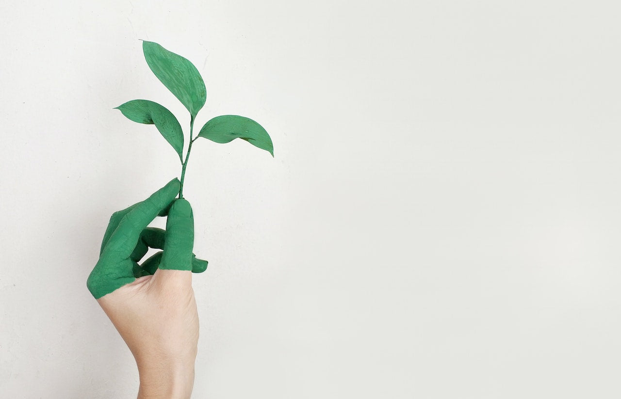 Simple upgrades for a more sustainable lifestyle - Pexel image