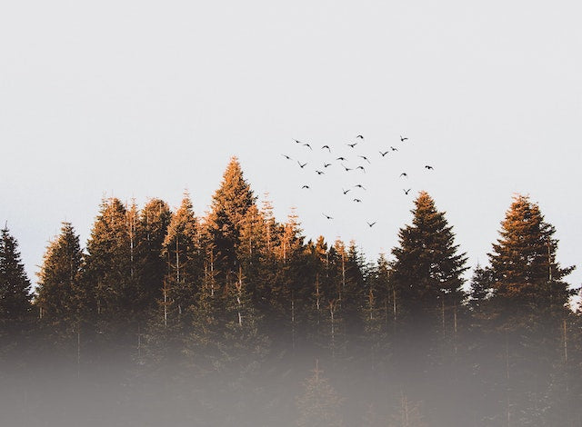 Out of the Woods - Pexel image