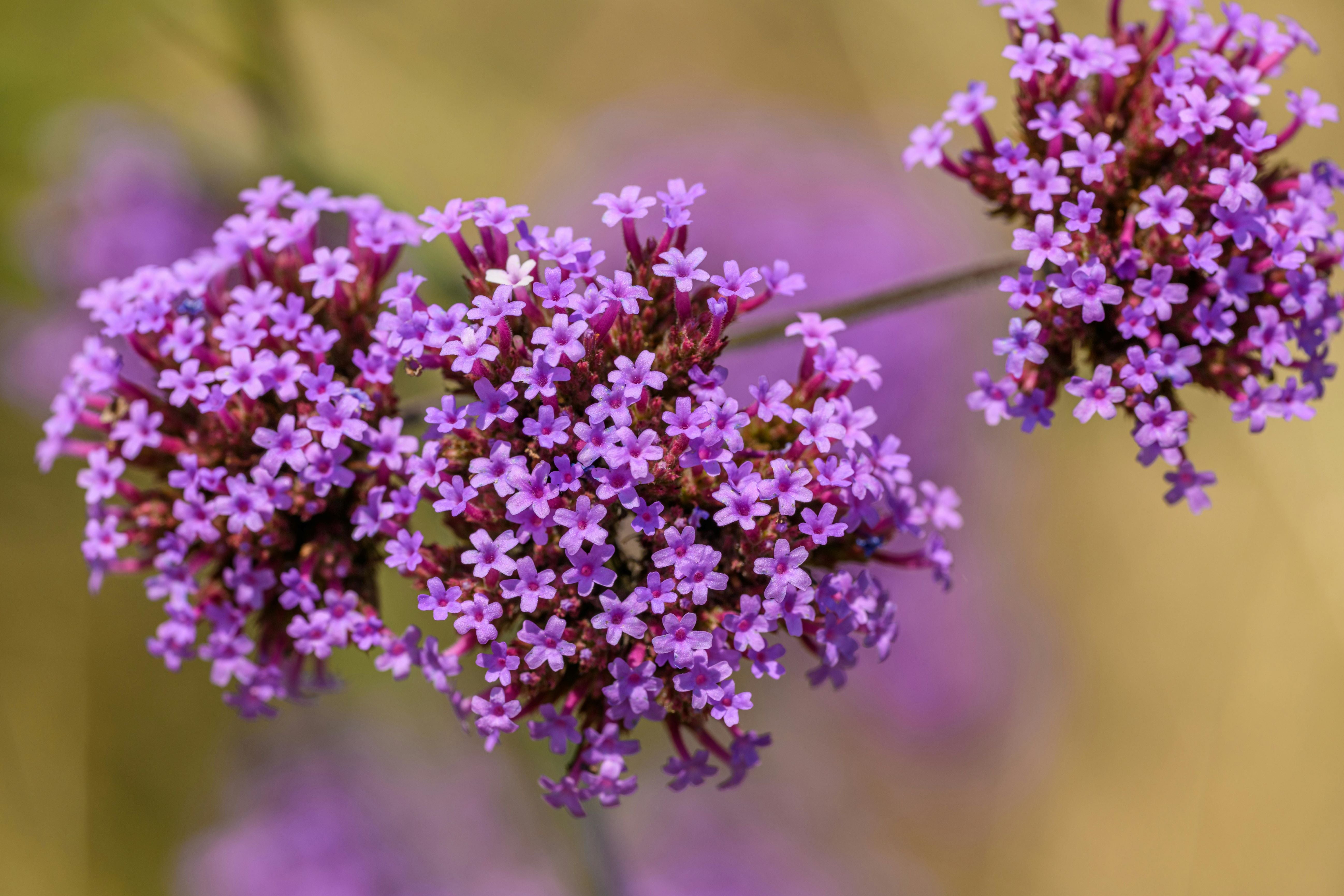Why Verbena is the Ultimate Fresh Scent