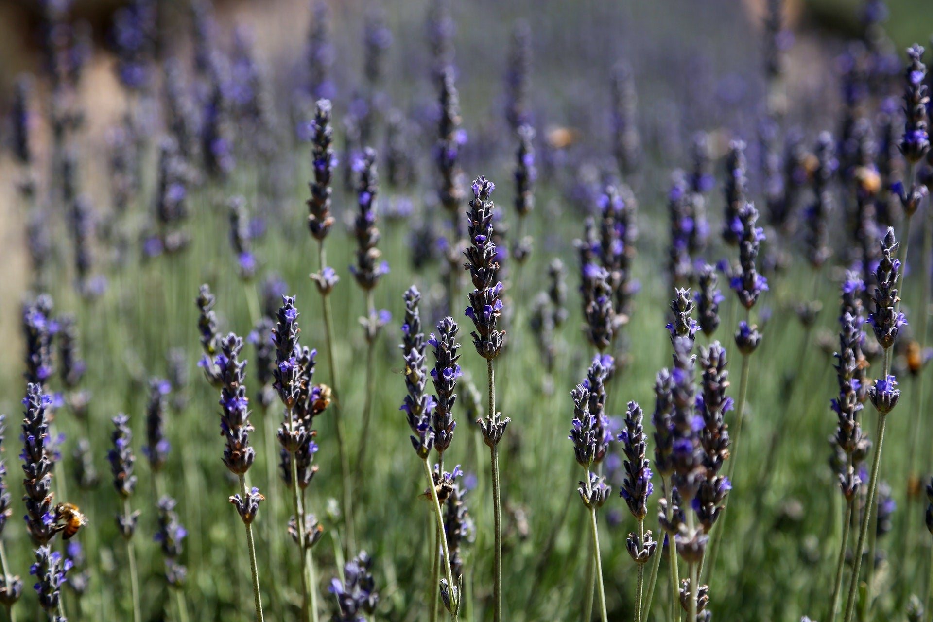 A History of Lavender