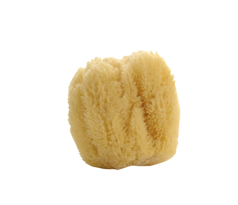 Natural Large Sea Sponge - Lothantique Canada